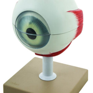 Eisco 5x Life-Size Human Eye Model 6 Parts
