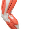 Model Muscular Leg - 9 Parts (Discontinued)