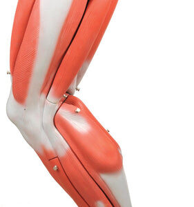 Model Muscular Leg - 9 Parts (Discontinued)