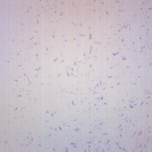 Lactobacillus Acidophilus Gram Positive - Prepared Microscope Slide - 75x25mm