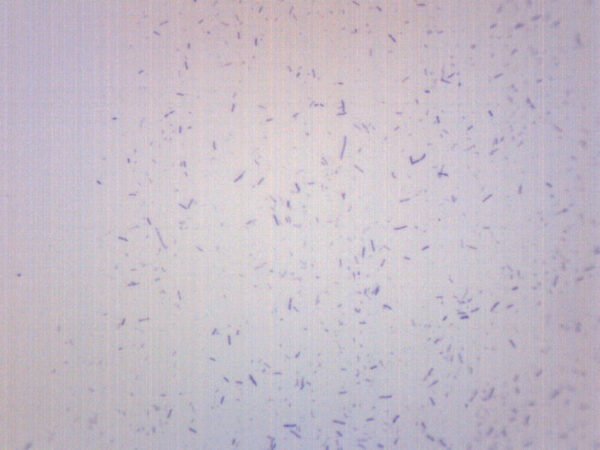 Lactobacillus Acidophilus Gram Positive - Prepared Microscope Slide - 75x25mm