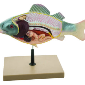 3D Fish Dissection Model, 14" Length