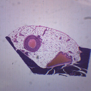 Artery, Vein & Nerve - Prepared Microscope Slide - 75x25mm