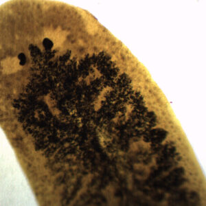 Carbon Fed Planaria - Prepared Microscope Slide - 75x25mm