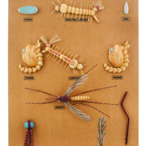 Mosquito (Culex) Development Model - 10 Stages Mounted on Base - Eisco Labs