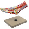 Foot & Ankle Muscle and Ligaments Model 8 Part - Includes Mount
