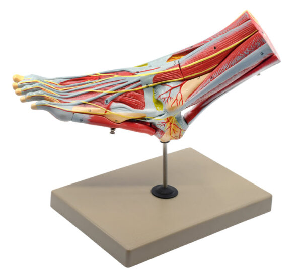 Foot & Ankle Muscle and Ligaments Model 8 Part - Includes Mount