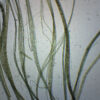 Linen - Prepared Microscope Slide - 75x25mm