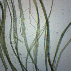 Linen - Prepared Microscope Slide - 75x25mm