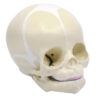 Eisco Life-Size Infant Human Skull Model with Articulated Mandible