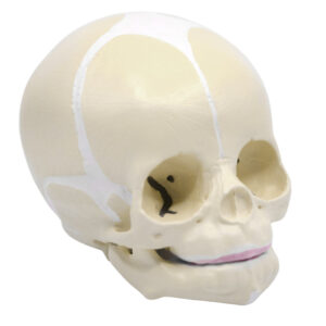 Eisco Life-Size Infant Human Skull Model with Articulated Mandible