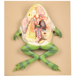 EISCO Frog Dissection Model Large