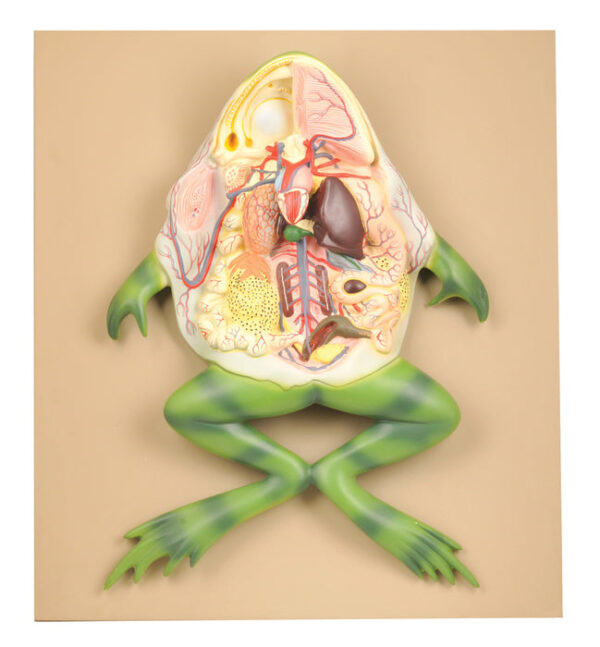 EISCO Frog Dissection Model Large