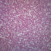 Fish Blood Smear - Prepared Microscope Slide - 75x25mm