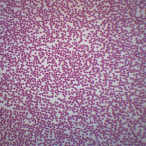 Fish Blood Smear - Prepared Microscope Slide - 75x25mm
