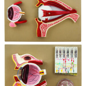 Eisco Double-Sided Human Eye Model 5 Sections