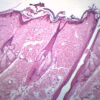 Hair Follicle - Prepared Microscope Slide - 75x25mm