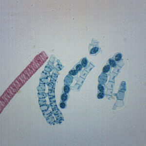Spirogyra Scalariform - Prepared Microscope Slide - 75x25mm