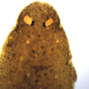 Planaria - Wholemount - Prepared Microscope Slide - 75x25mm