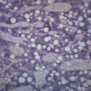 Red Bone Marrow Section - Prepared Microscope Slide - 75x25mm