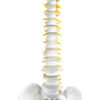 Human Spine Model Flexible - 31.5" Height - Includes Mount