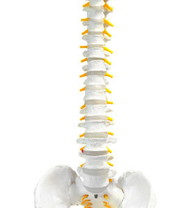 Human Spine Model Flexible - 31.5" Height - Includes Mount
