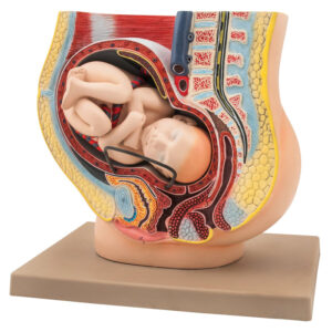 Female Pelvis with Baby, 13 Inch - Shows Pregnancy at 9 Months, Full Term - Removable Fetus - Eisco Labs
