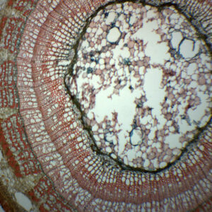 Tilia, 2 Year Old Stem - Cross Section - Prepared Microscope Slide - 75x25mm