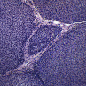 Liver Section Mammal - Prepared Microscope Slide - 75x25mm