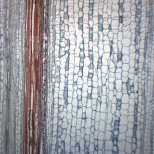 Helianthus, Old Stem - Cross Section & Longitudinal Section - Prepared Microscope Slide - 75x25mm