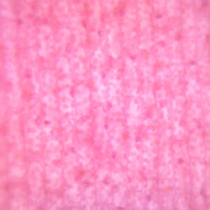 Submerged Leaf of Elodea - Prepared Microscope Slide - 75x25mm