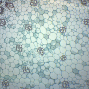 Monocot Stem - Prepared Microscope Slide - 75x25mm