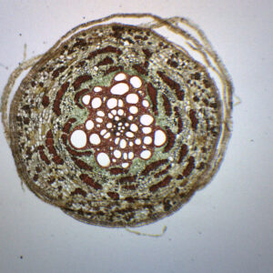 Pine Old Root - Cross Section - Prepared Microscope Slide - 75x25mm