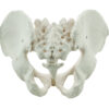 Male Pelvis Model Human - Life Size 3D Rendering