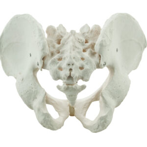 Male Pelvis Model Human - Life Size 3D Rendering