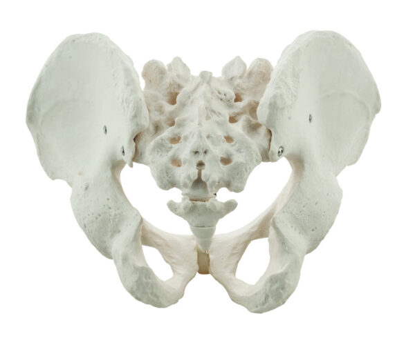 Male Pelvis Model Human - Life Size 3D Rendering