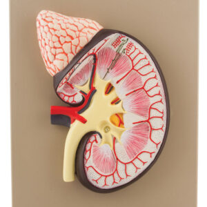 Human Kidney with Adrenal Gland Model - 3X Life Size