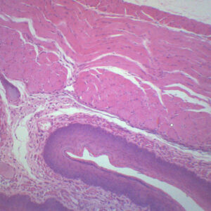 Esophagus Epithelium - Prepared Microscope Slide - 75x25mm