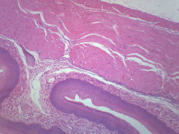 Esophagus Epithelium - Prepared Microscope Slide - 75x25mm