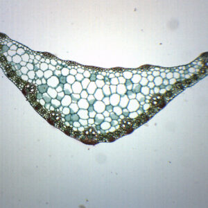 Zea Mays Leaf - Cross Section - Prepared Microscope Slide - 75x25mm