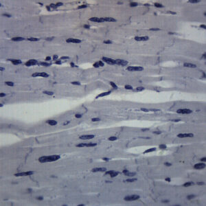 Cardiac Muscle - Prepared Microscope Slide - 75x25mm