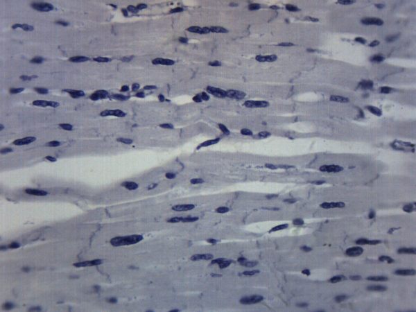 Cardiac Muscle - Prepared Microscope Slide - 75x25mm