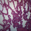 Frog Lung Section - Prepared Microscope Slide - 75x25mm