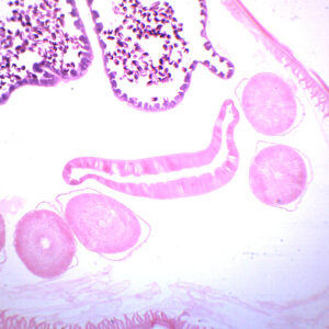 Ascaris Lumbricoides - Prepared Microscope Slide - 75x25mm