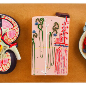 Eisco Life-Size Human Kidney Model 3 Sections