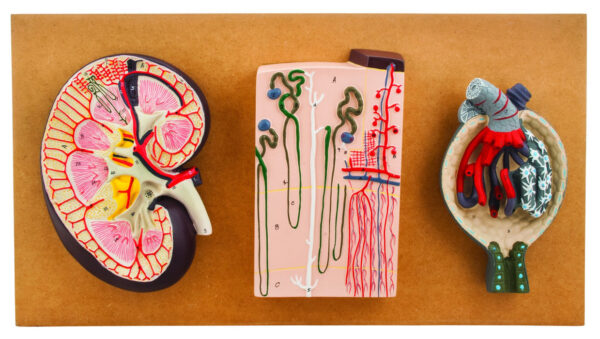 Eisco Life-Size Human Kidney Model 3 Sections