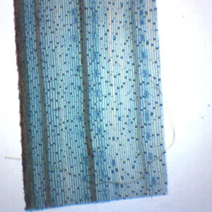 Monocot Leaf Epidermis - Prepared Microscope Slide - 75x25mm