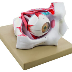 Eisco Enlarged Human Eye in Bony Orbit Model - 9 Parts