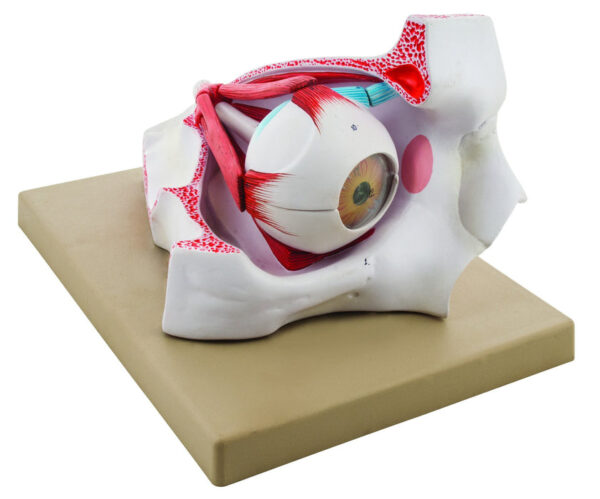 Eisco Enlarged Human Eye in Bony Orbit Model - 9 Parts
