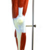 Eisco Labs Muscular Human Leg Model with Stand; Numbered